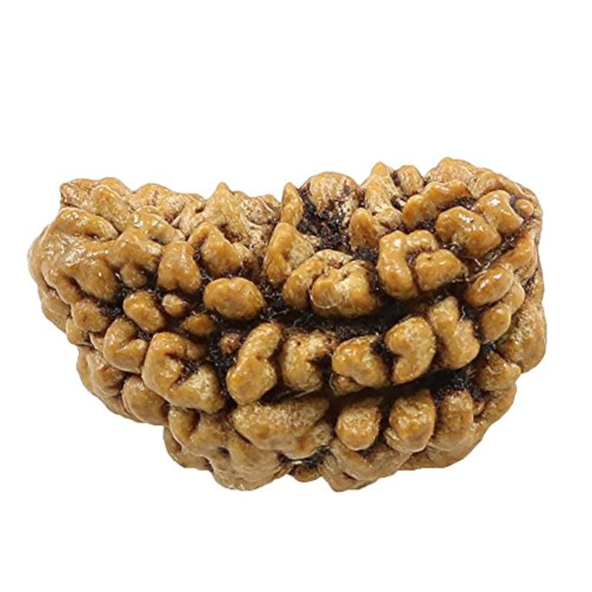 Natural Lab Certified Rudraksha Bead 1 Mukhi One Face